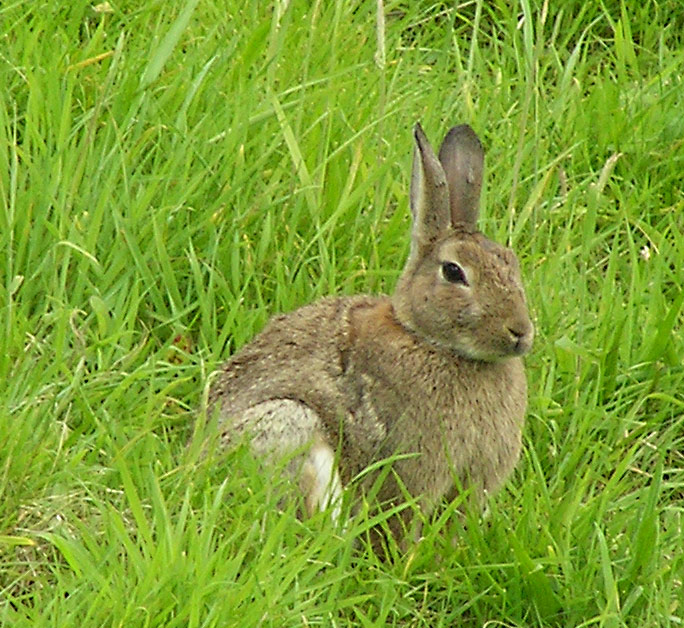 Wildkaninchen, Oryctolagus cuniculus
